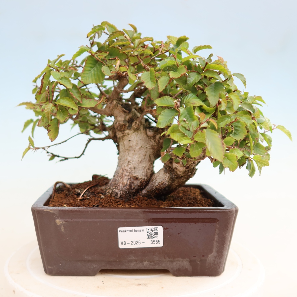 Bonsai voor buiten -Carpinus CARPINOIDES - Koreaanse haagbeuk
