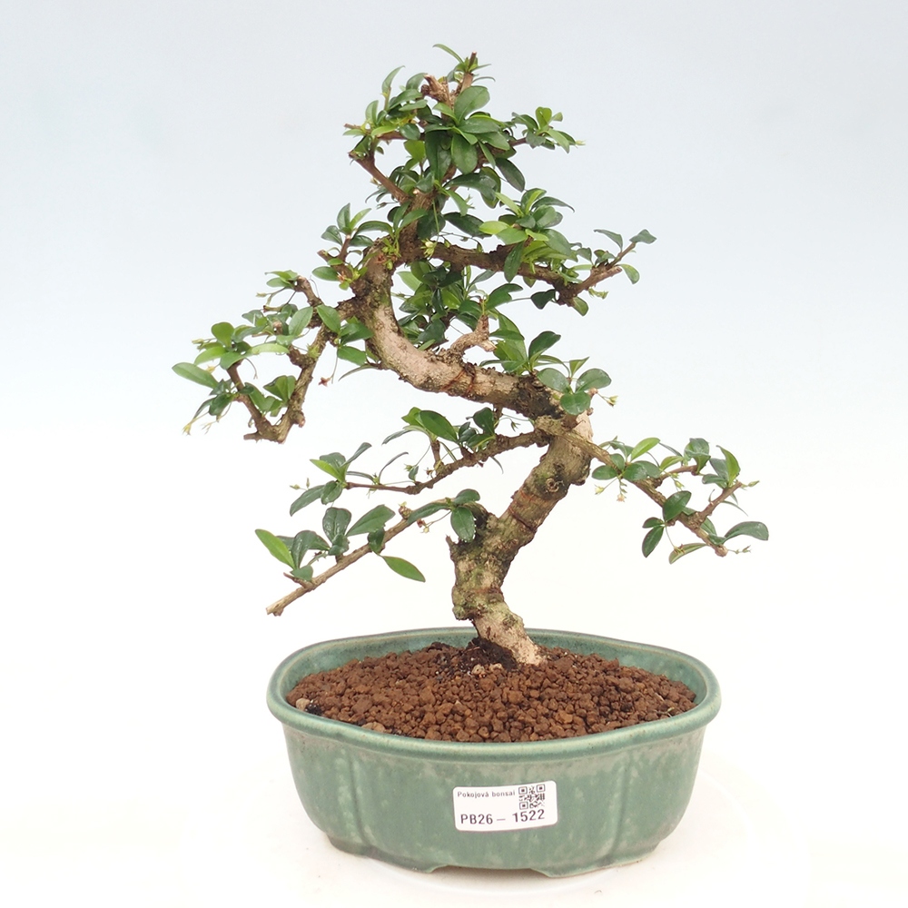 Kamerbonsai - Carmona macrophylla - Thee fuki