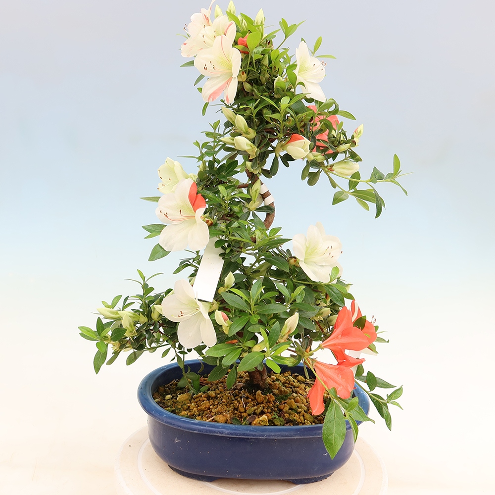 Bonsai voor buiten - Japanse azalea - Azalea Asahi-no-izumi