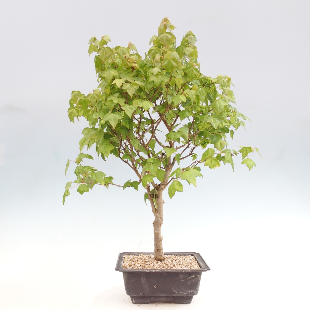 Bonsai voor buiten - Acer Buergerianum - Burgeresdoorn