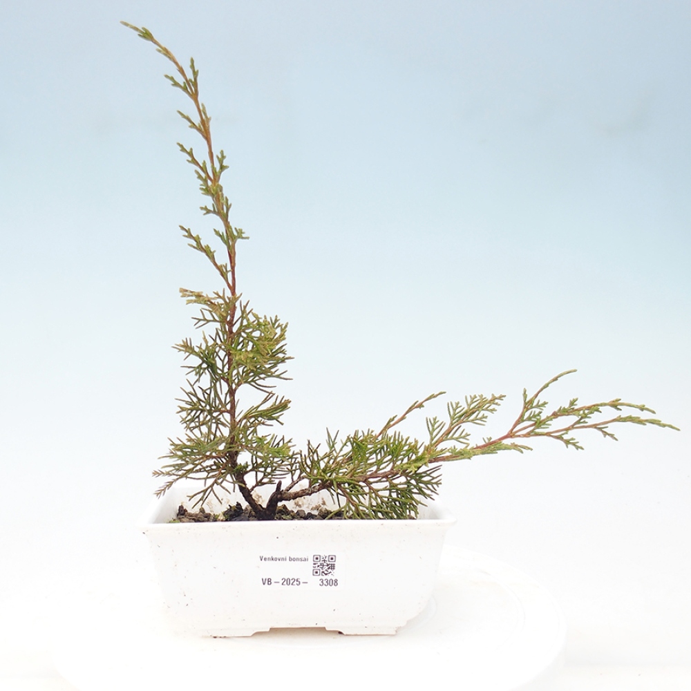 Bonsai voor buiten - Juniperus chinensis Itoigawa