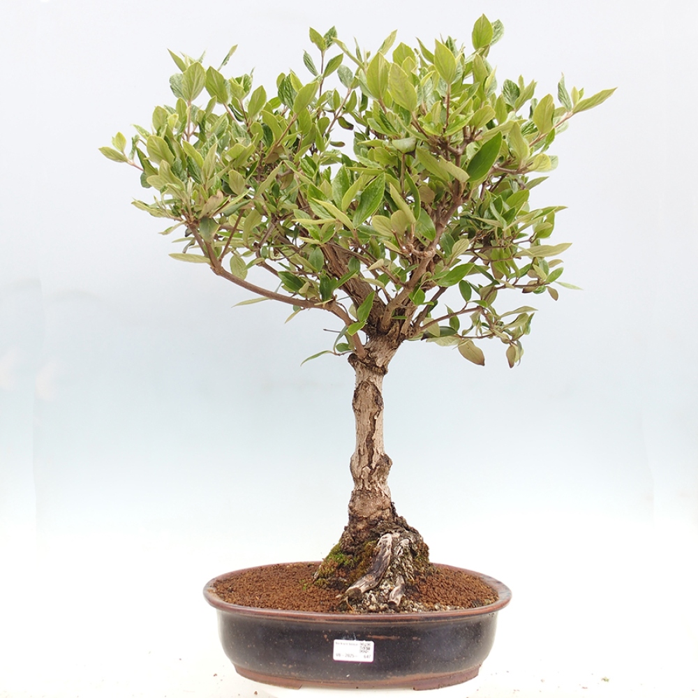 Bonsai voor buiten - Kalina Bodnanská - Viburum carlesii hemsi