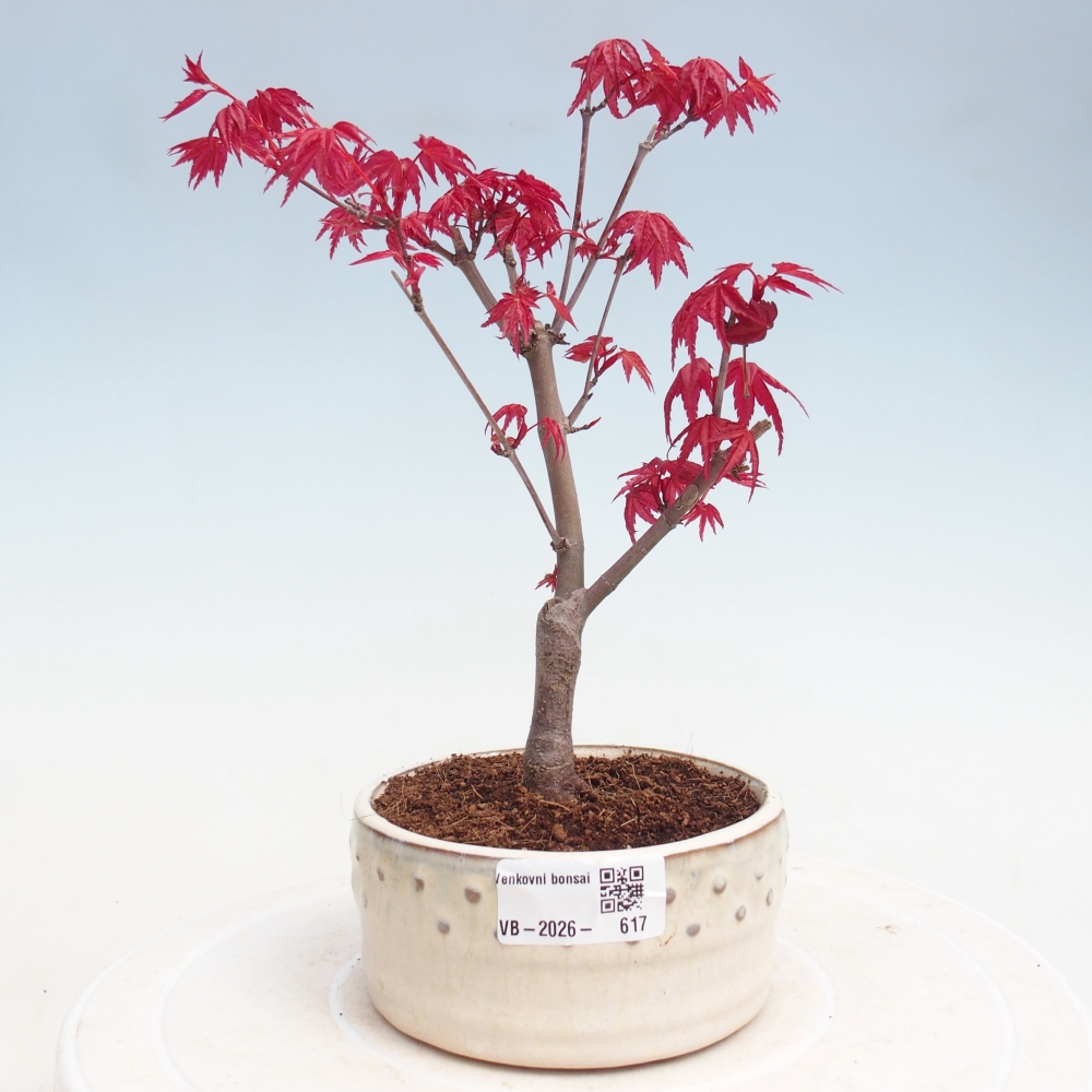 Bonsai voor buiten - Acer palmatum DESHOJO