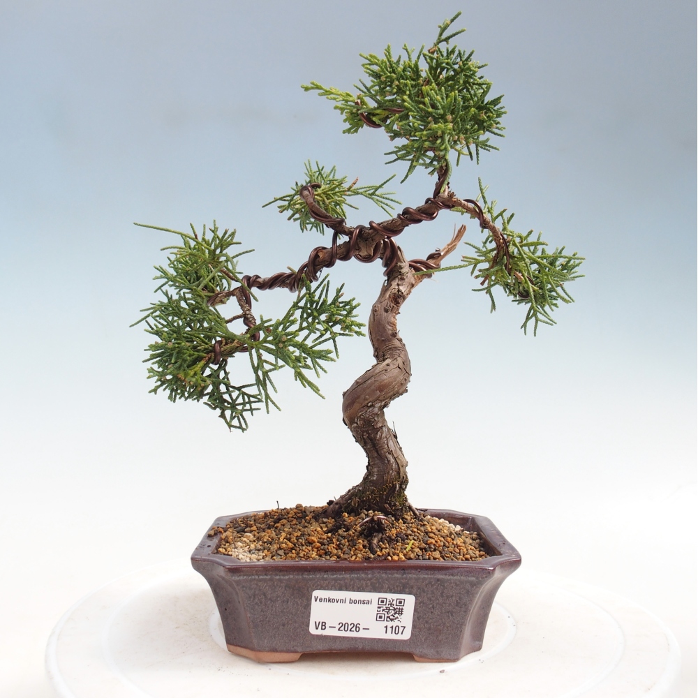 Bonsai voor buiten - Juniperus chinensis Kishu