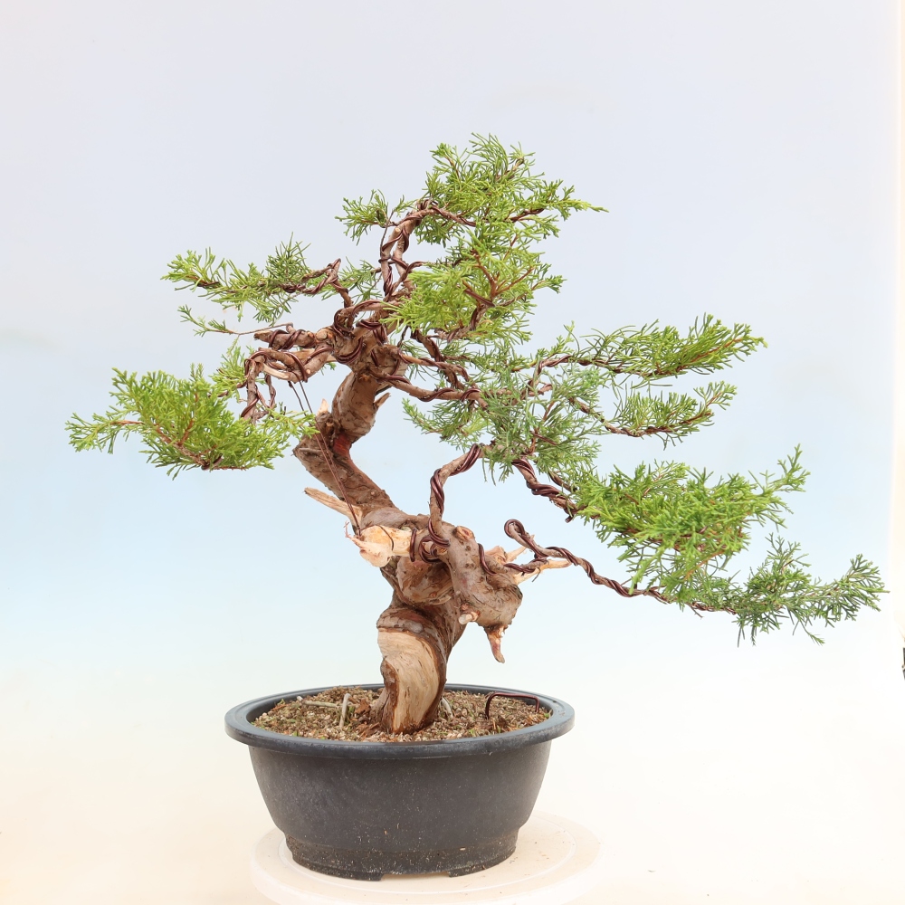 Bonsai voor buiten - Juniperus chinensis Itoigawa-Juniperus chinensis