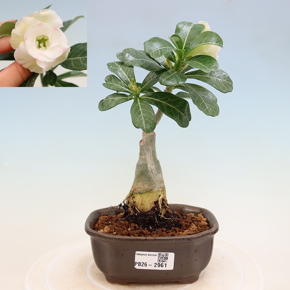 Kamerbonsai - Adenium obesum, geënt V.F.S.407  - Woestijnroos