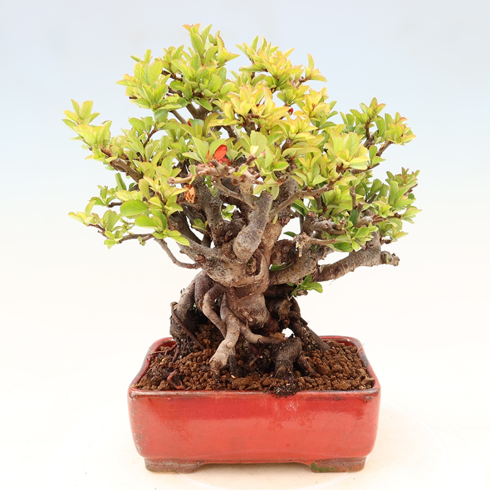Bonsai voor buiten - Chaneomeles speciosa Chojubai