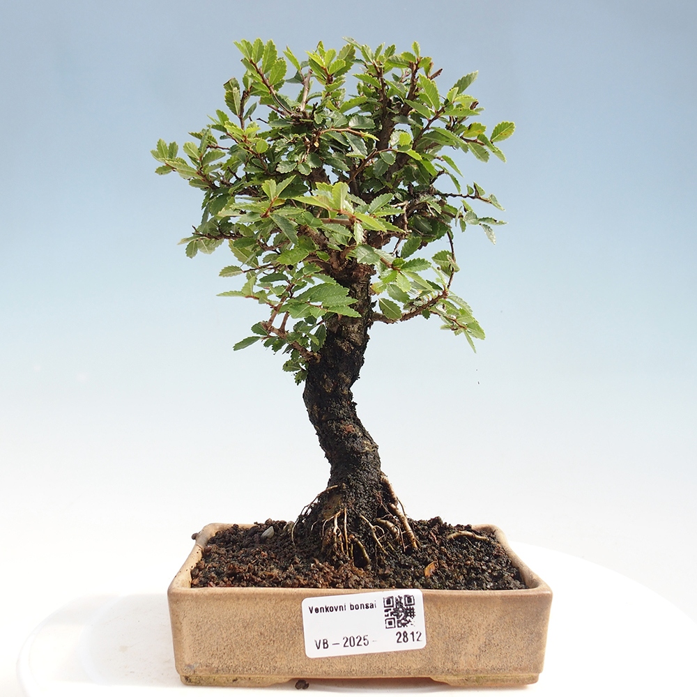 Bonsai voor buiten - Zelkova - Zelkova NIRE