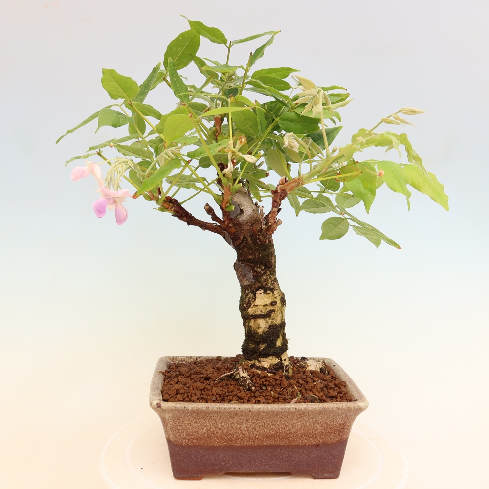 Bonsai voor buiten - Wisteria floribunda