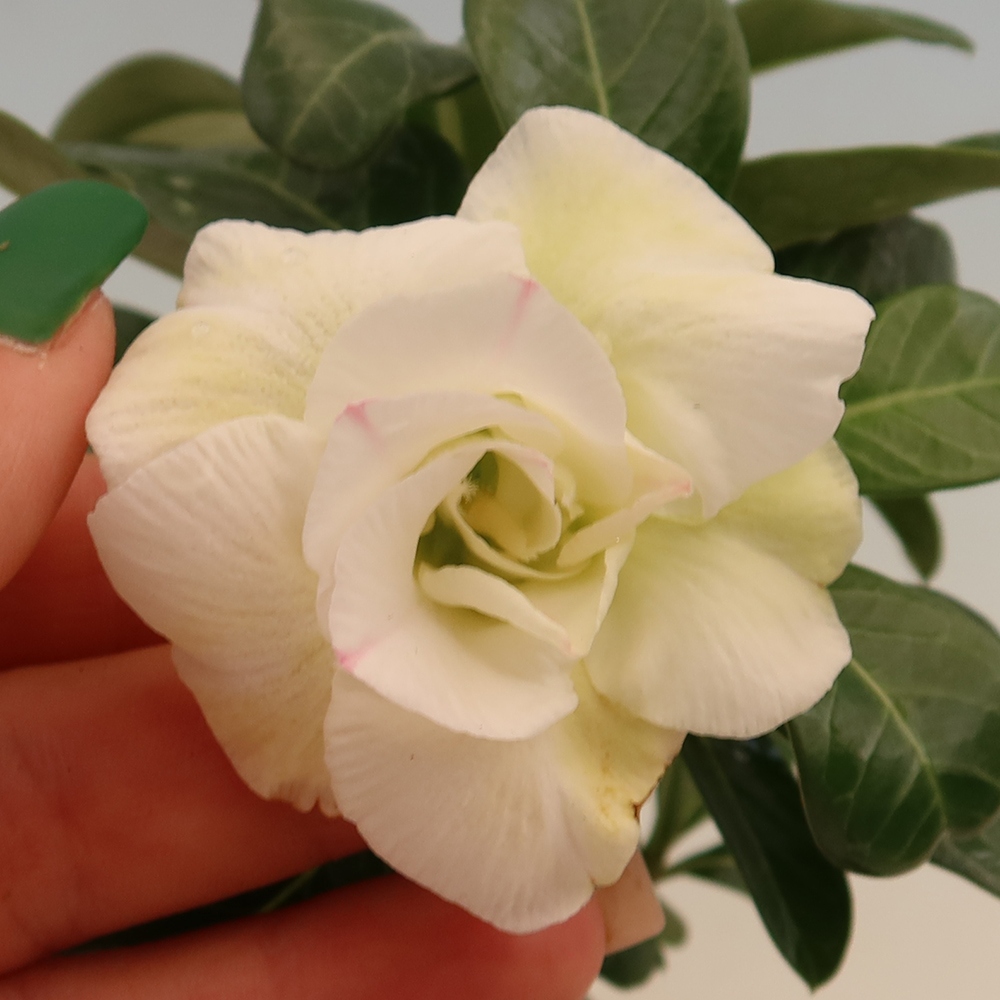 Kamerbonsai - Adenium obesum, geënt V.F.S.407  - Woestijnroos