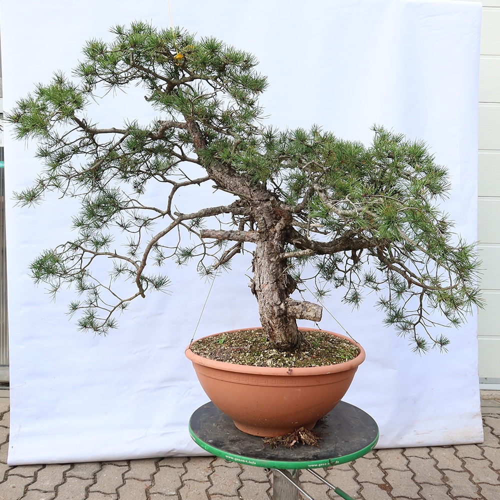 Pinus sylvestris Spanje - grove den