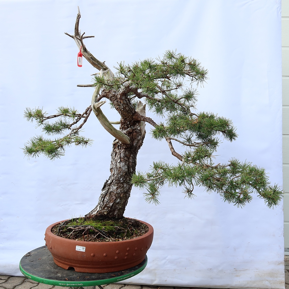 Pinus sylvestris Spanje - grove den