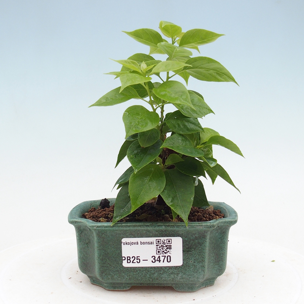 Kamerbonsai - Bouganwilea