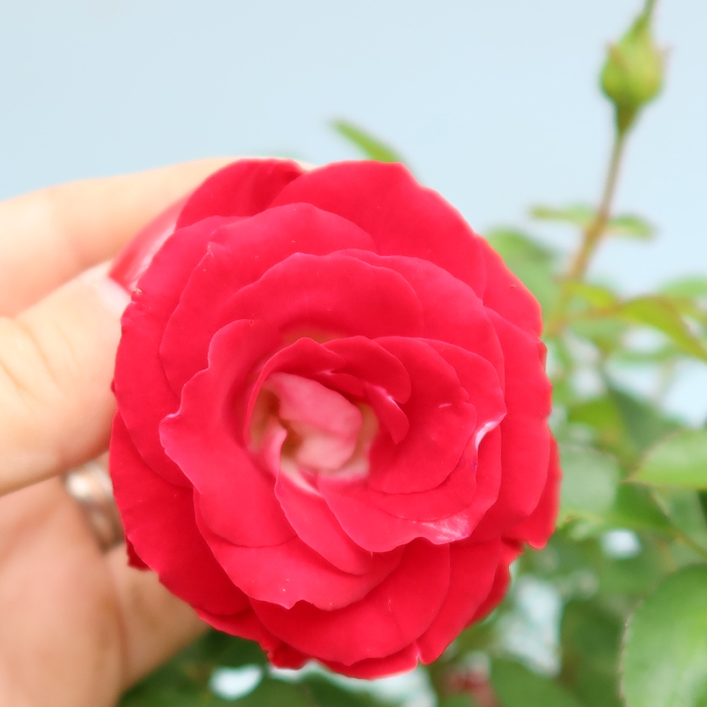 Bonsai voor buiten - Rosa Kordes - roos
