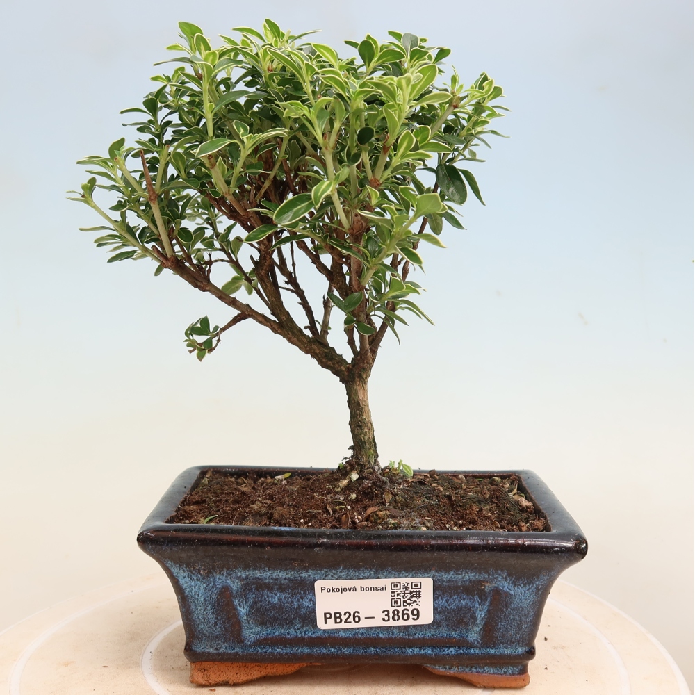 Kamerbonsai - Serissa foetida Variegata - Boom van duizend sterren