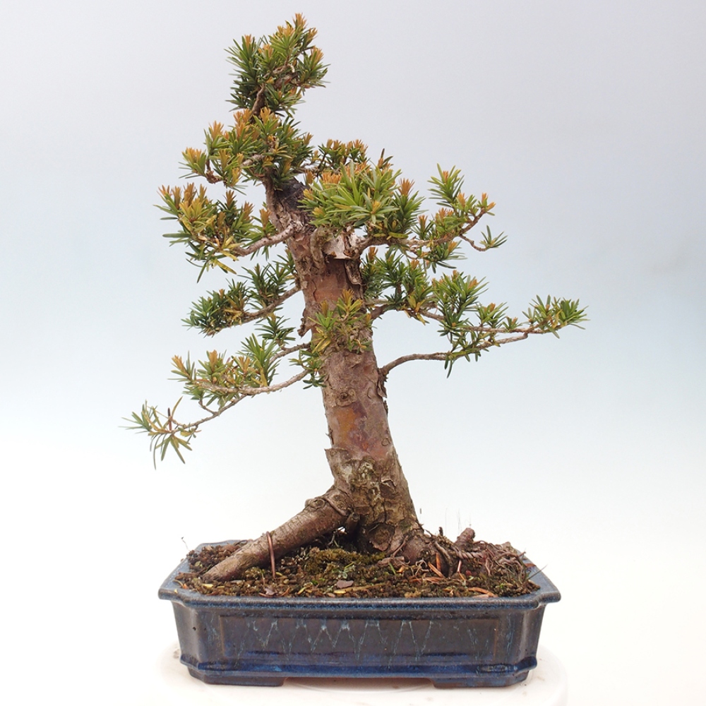 Bonsai voor buiten - Taxus cuspidata - Japanse Taxus