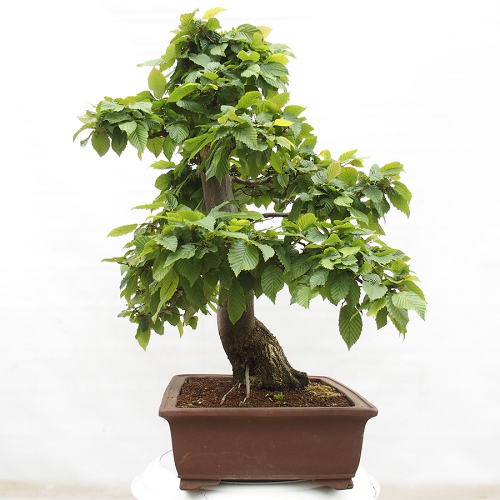 Bonsai voor buiten - Haagbeuk - Carpinus betulus