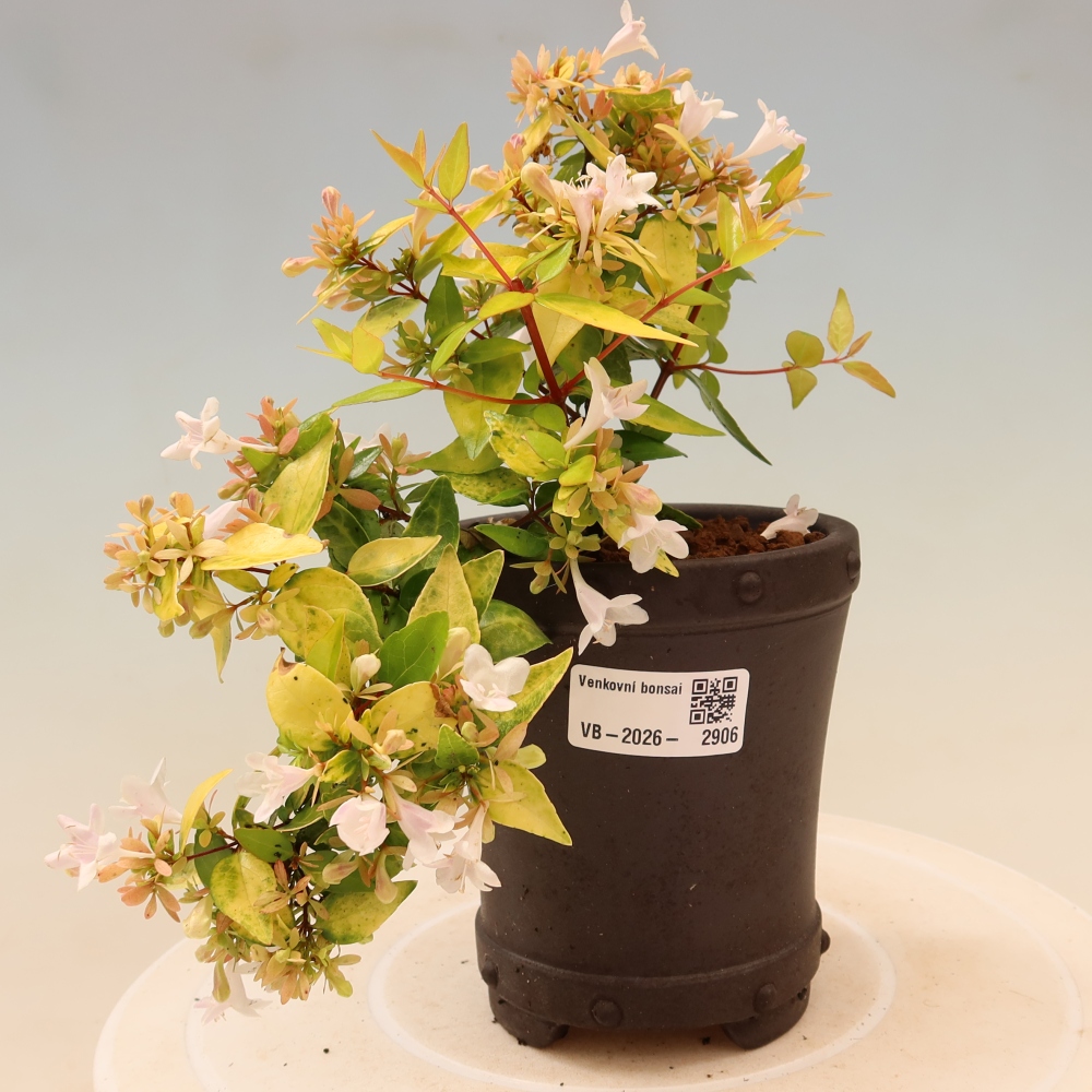 Buitenbonsai - Abelia gr. Kleidoscope - Grootbloemige abelia
