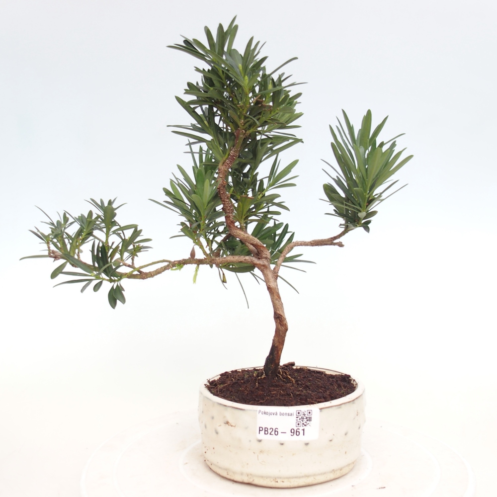 Kamerbonsai - Podocarpus - Taxus
