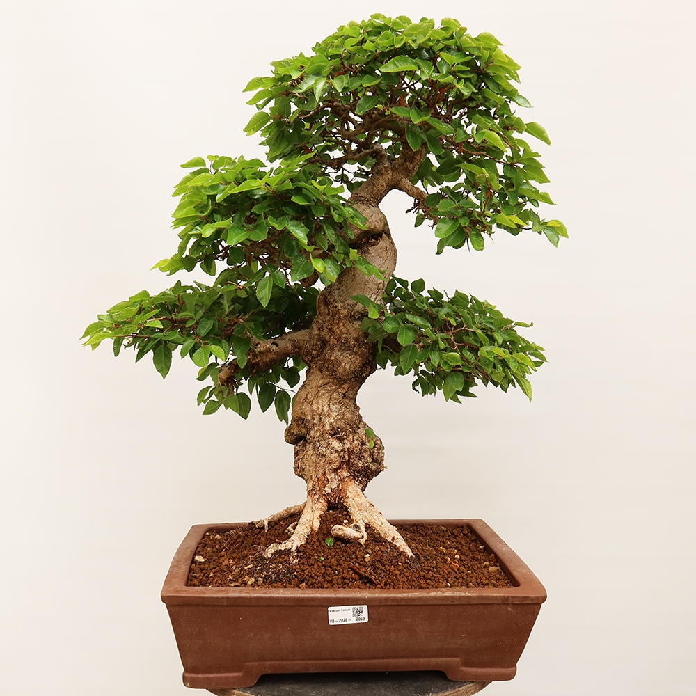 Bonsai voor buiten -Carpinus Coreana - Koreaanse haagbeuk