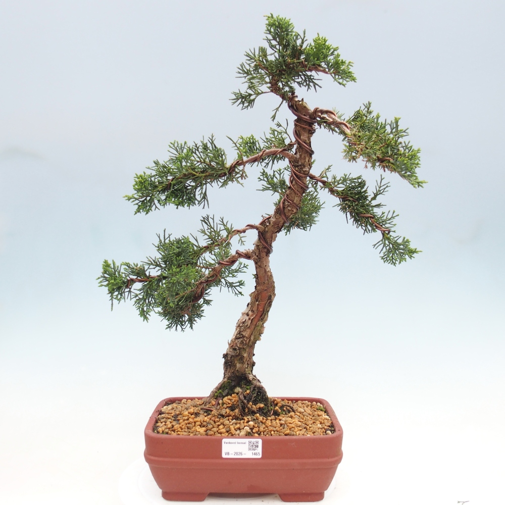 Bonsai voor buiten - Juniperus chinensis Kishu