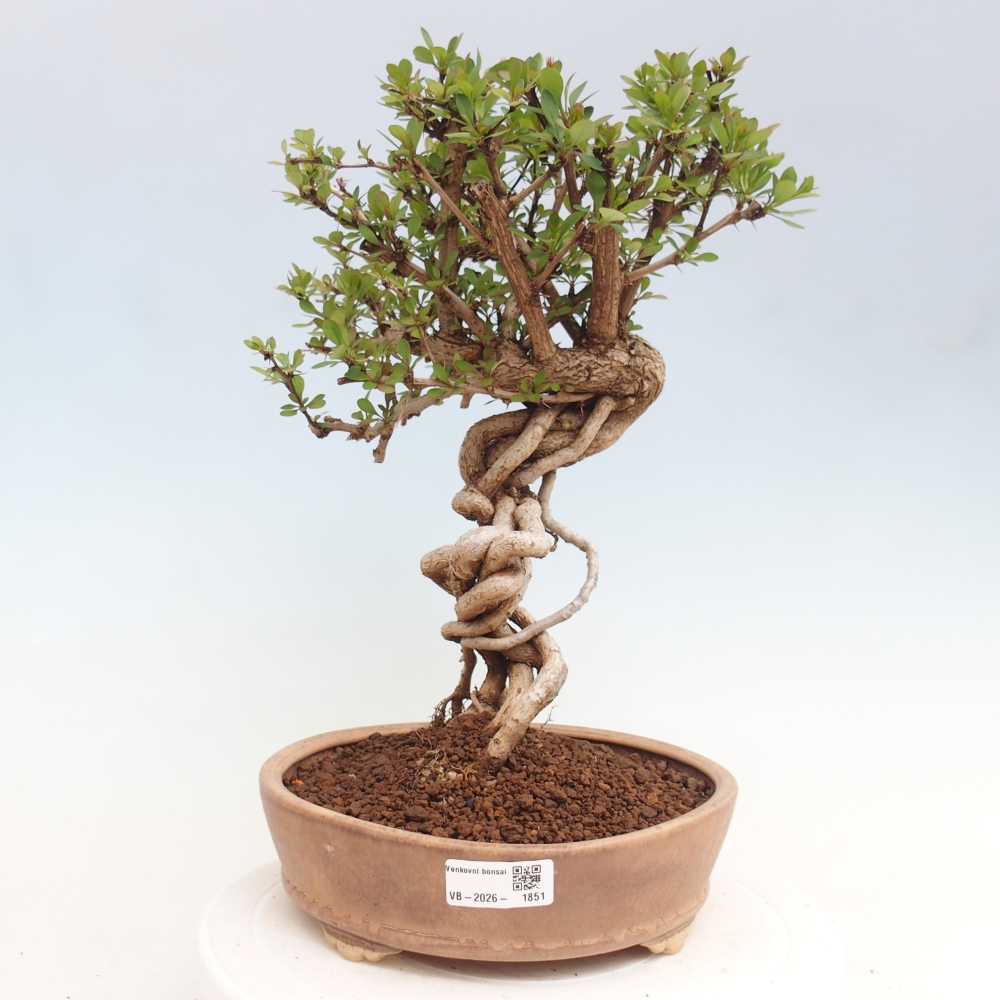 Bonsai voor buiten - Berberis coreana