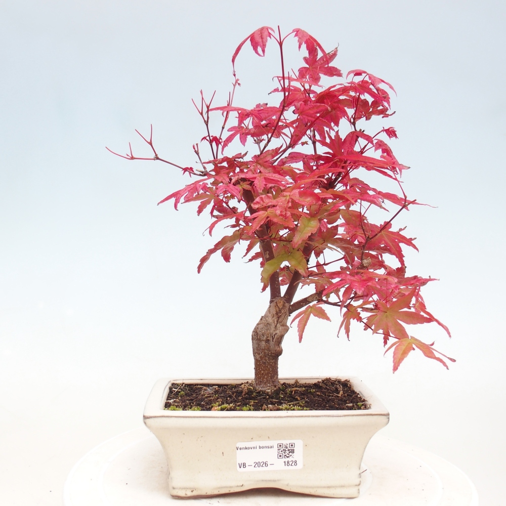Bonsai voor buiten - Acer palmatum DESHOJO