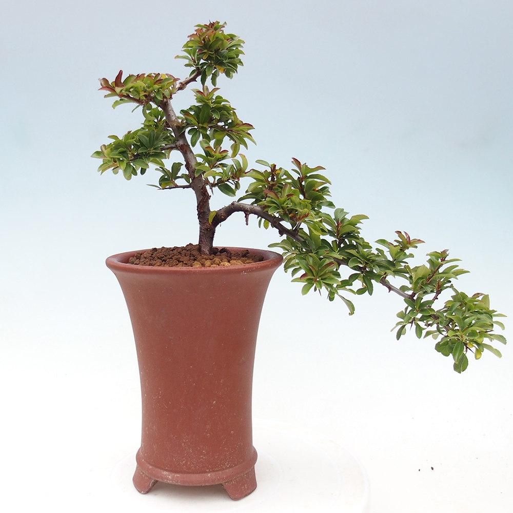 Bonsai-Pyracantha Teton voor buiten -Hlox