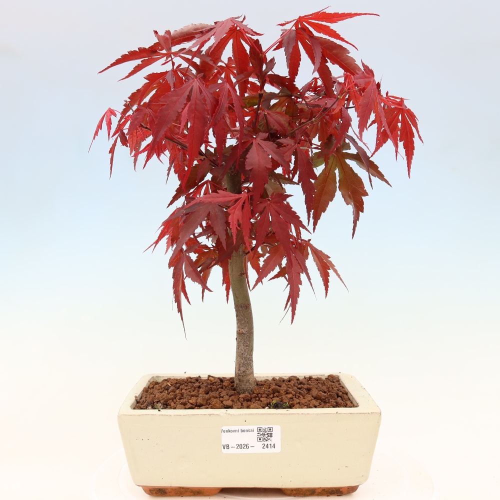 Bonsai voor buiten - Acer palm. Atropurpureum-Javorpalm