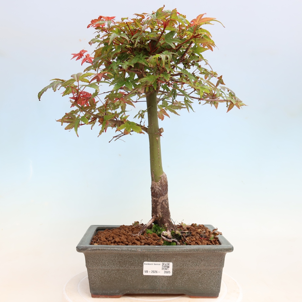 Bonsai voor buiten - Acer palmatum DESHOJO