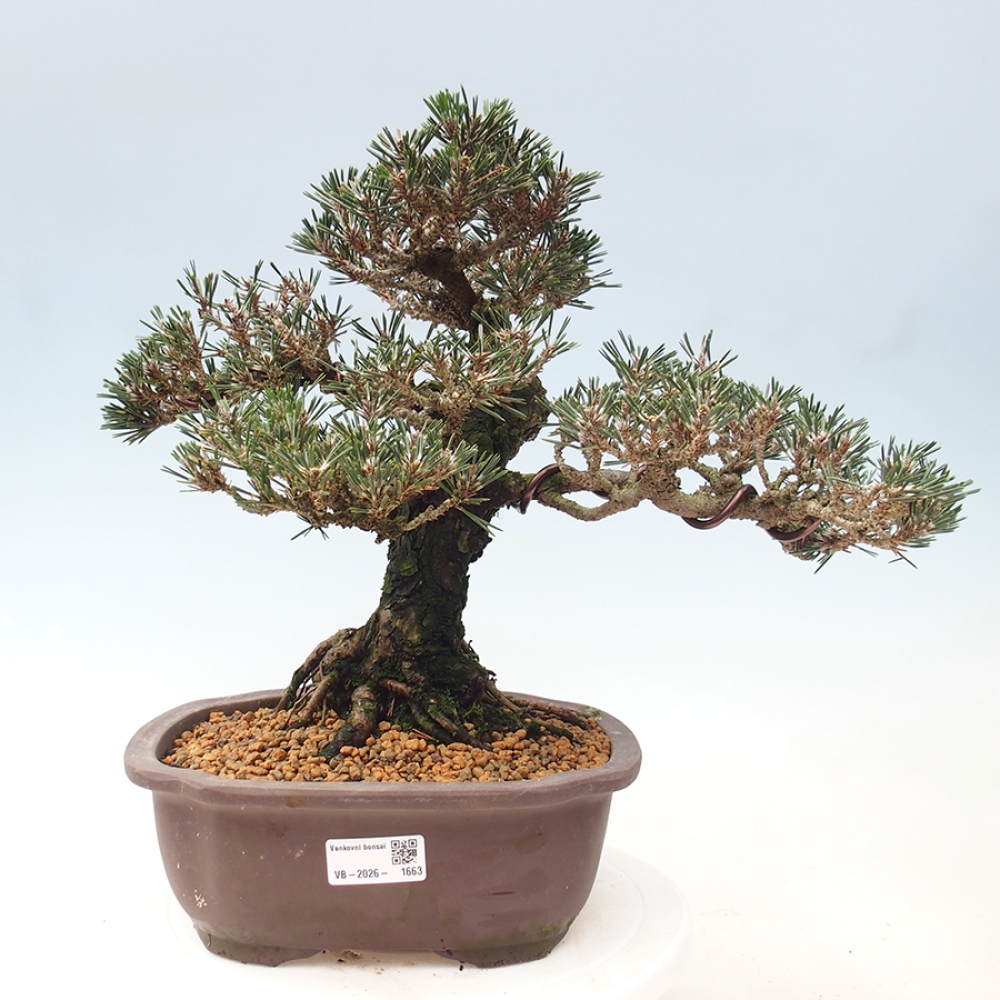 Bonsai voor buiten - Pinus thunbergii Kotobuki - Thunberg den