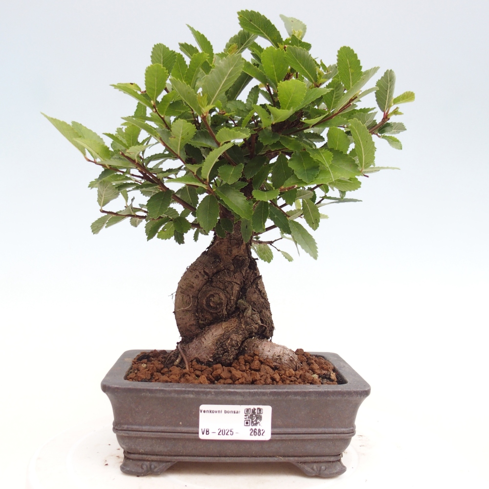 Bonsai voor buiten - Zelkova - Zelkova NIRE