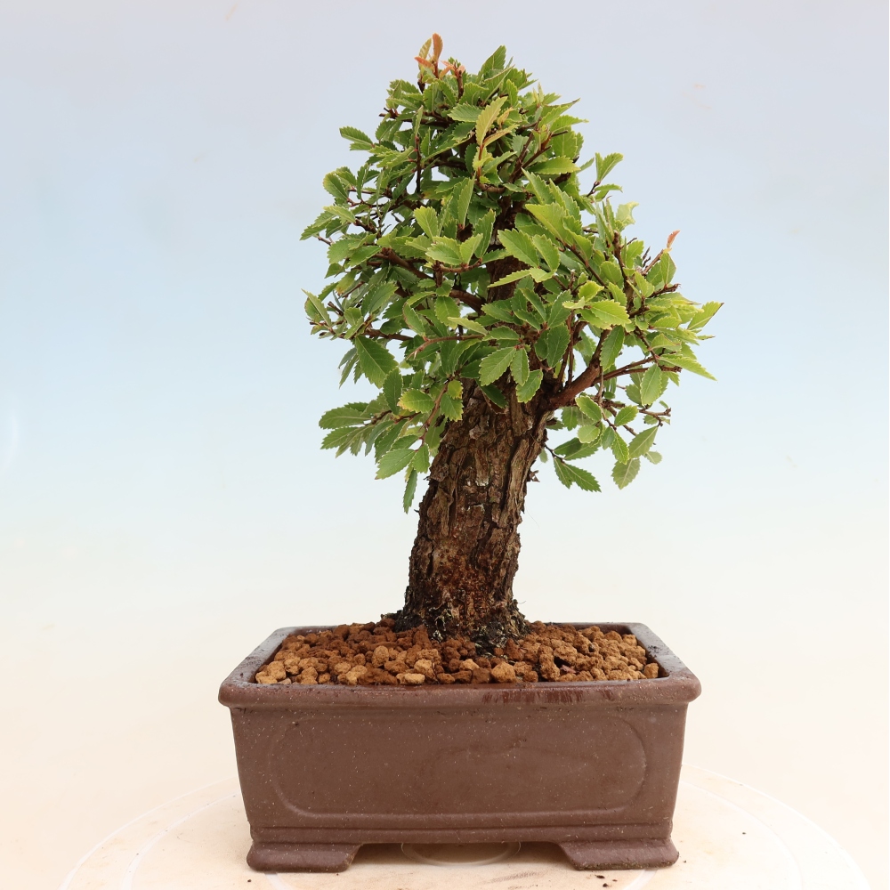 Bonsai voor buiten - Zelkova - Zelkova NIRE