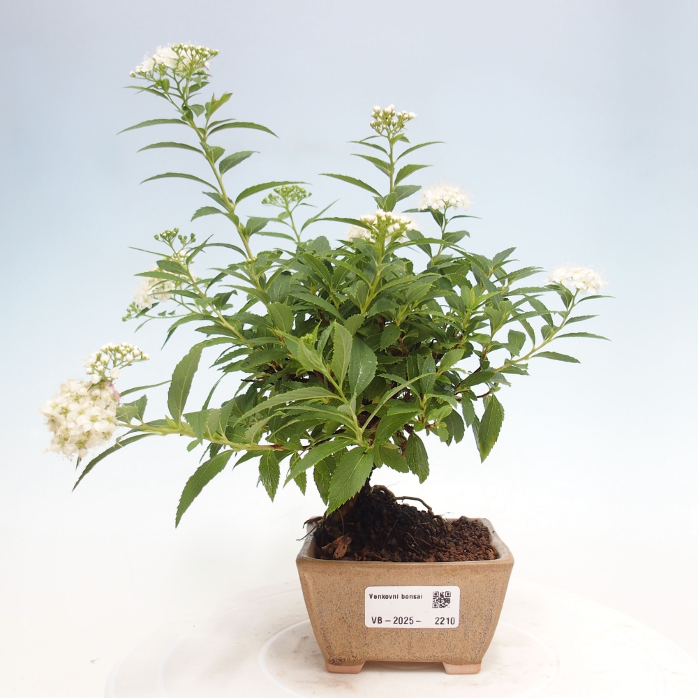 Bonsai voor buiten - Spirea japonica GENPSI