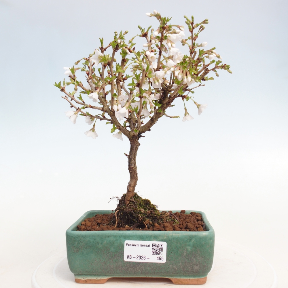 Bonsai voor buiten - Prunus incisa Kojou-no mai-Plivon uitgesneden