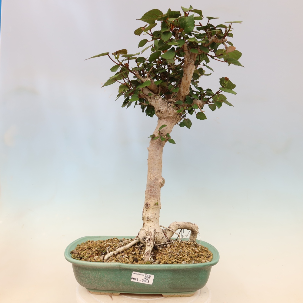 Bonsai voor binnen - Hibiscus tiliaceus - Zee Hibiscus