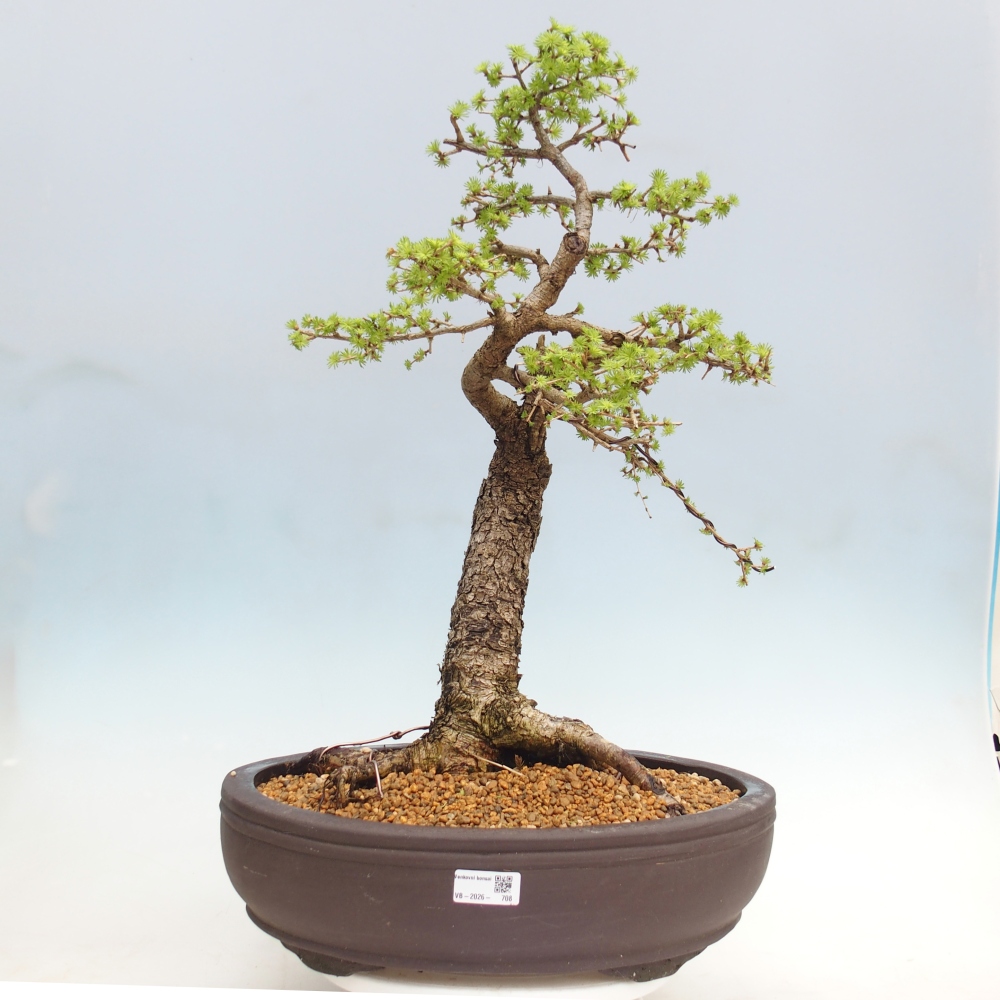 Bonsai voor buiten -Larix decidua - Lariks - Alleen palletvervoer