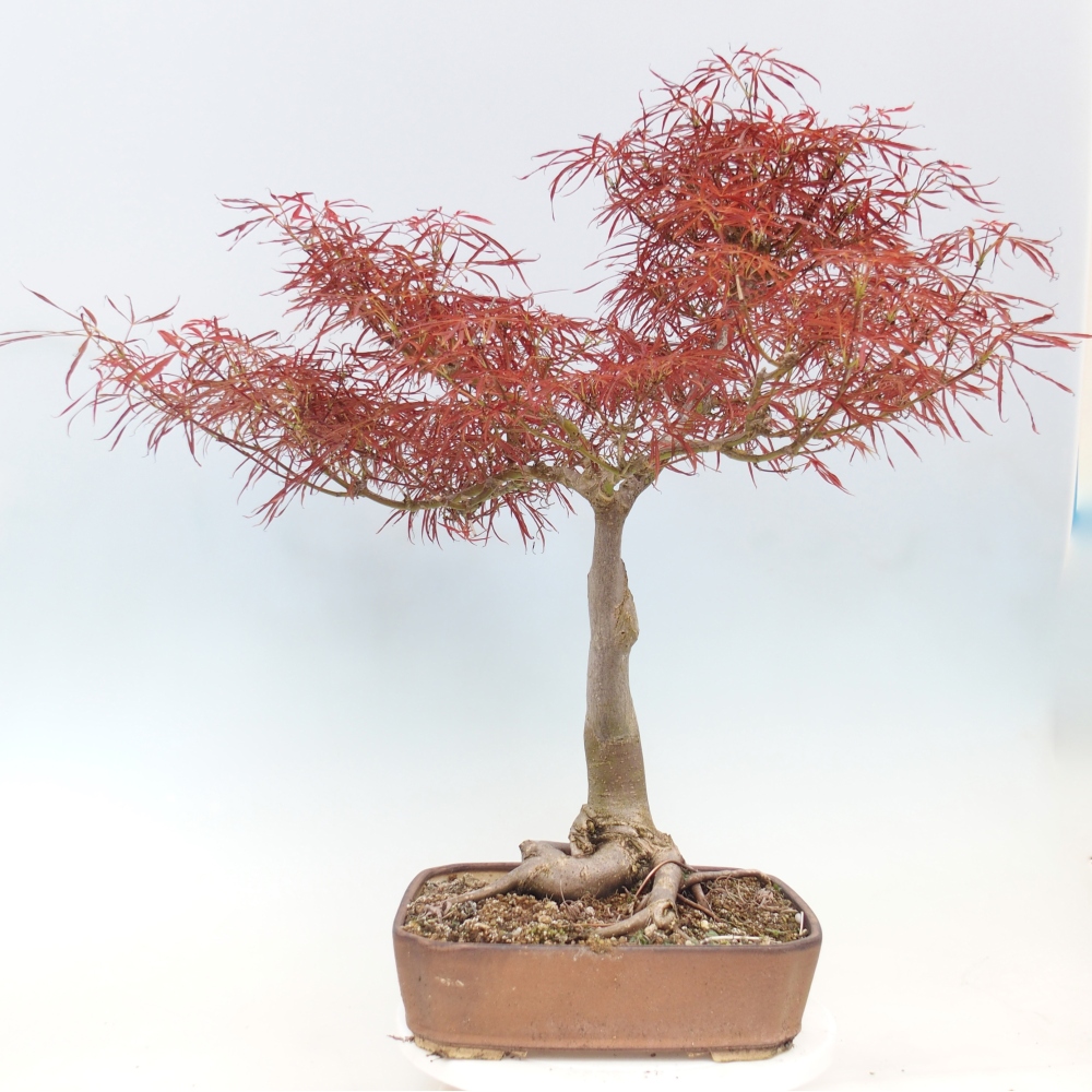 Bonsai voor buiten - Acer palmatum RED PYGMY