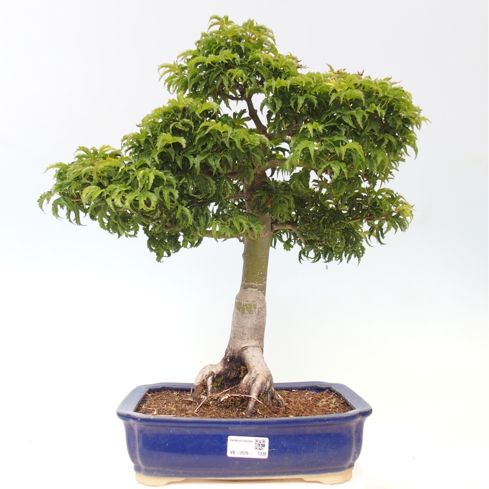 Bonsai voor buiten -Javor palm Acer palmatum Shishigashira