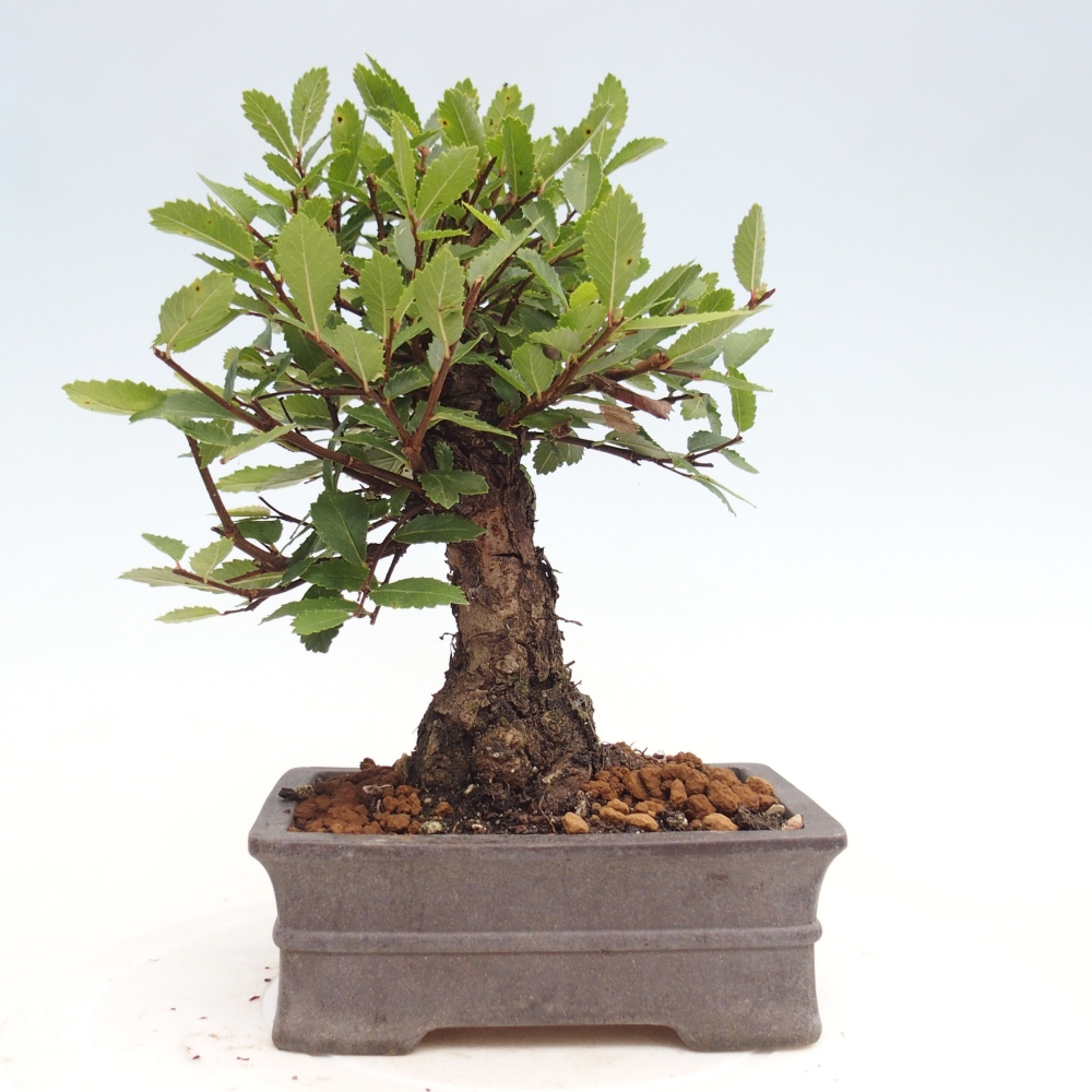 Bonsai voor buiten - Zelkova - Zelkova NIRE