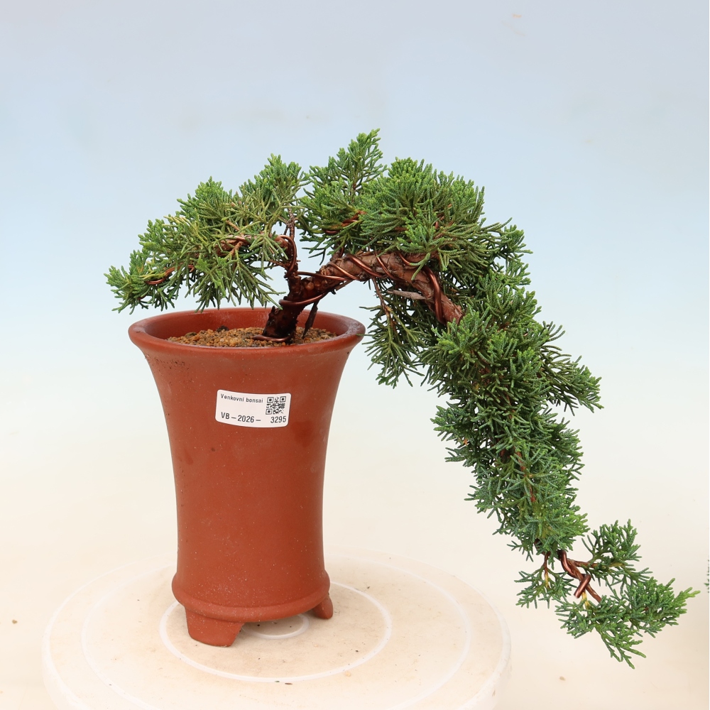 Bonsai voor buiten - Juniperus chinensis Kishu