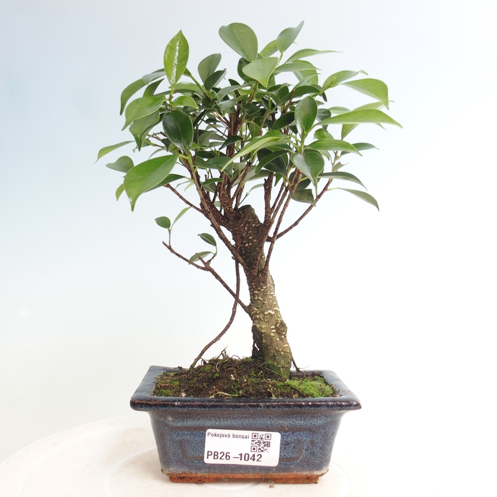 Kamer bonsai Ficus retusa kimmen