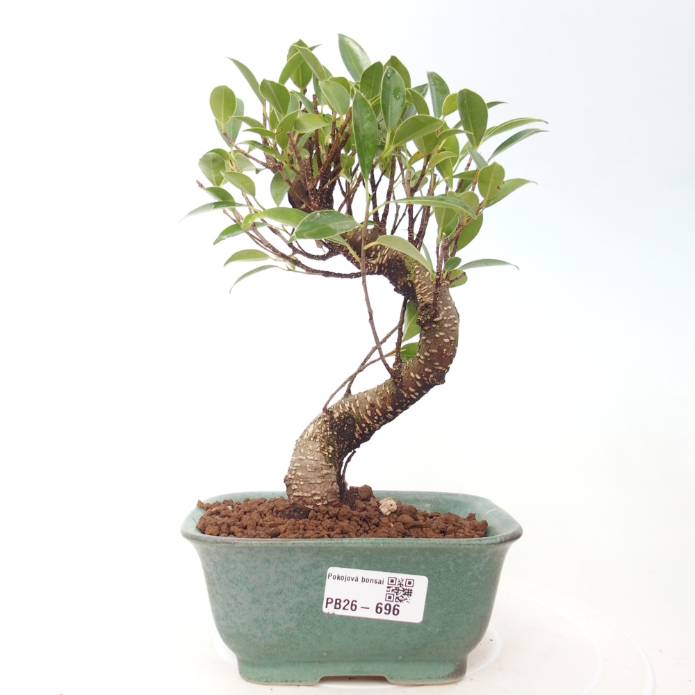 Kamerbonsai - Ficus retusa - kleinbladige ficus