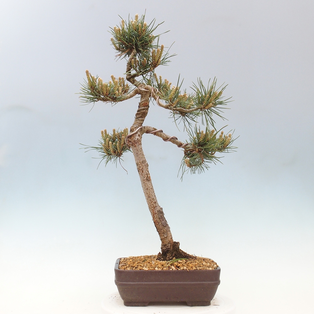 Bonsai voor buiten - Pinus Sylvestris Watererri - grove den