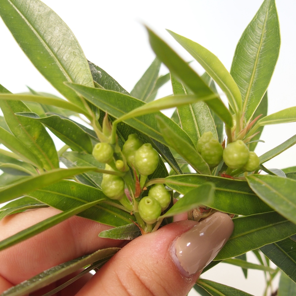 Kamerbonsai - Ficus nerifolia - kleinbladige ficus