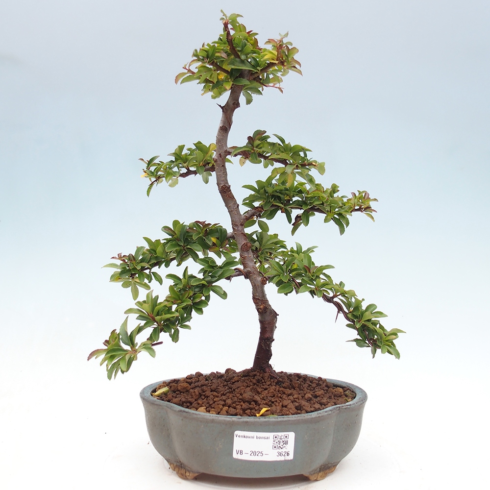 Bonsai-Pyracantha Teton voor buiten -Hlox