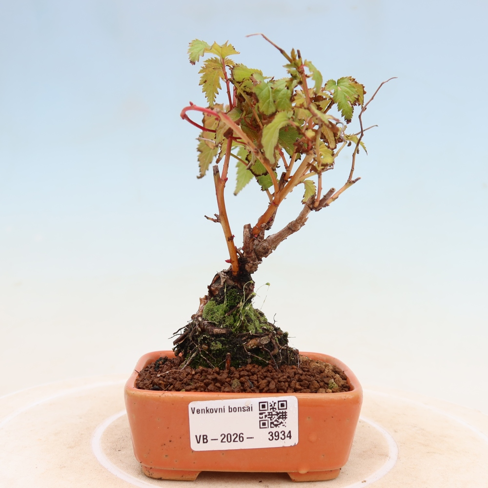 Bonsai voor buiten -  Stephanandra incisa - Gebogen kroonplant