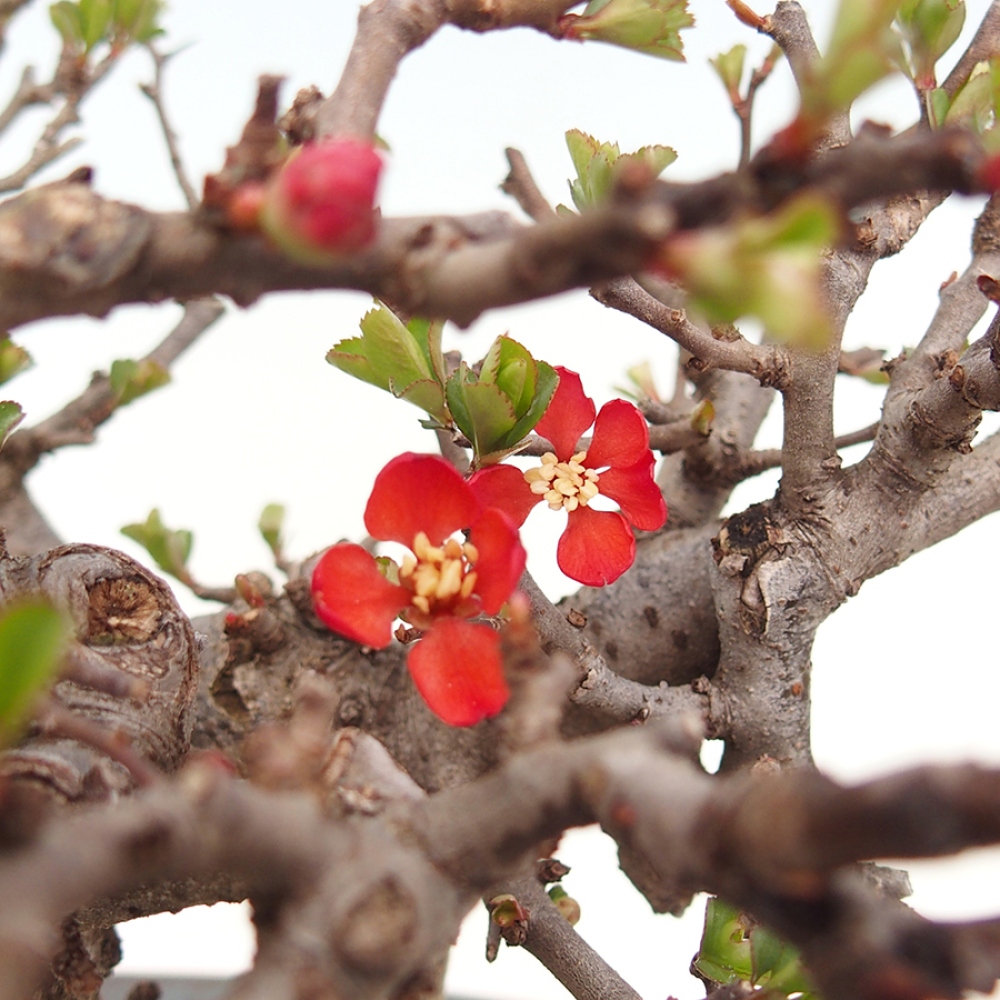Bonsai voor buiten - Chaneomeles speciosa - Kweepeer
