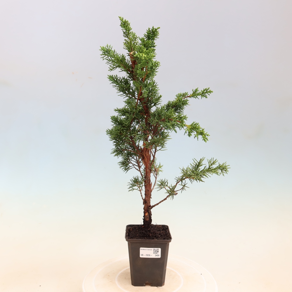 Bonsai voor buiten - Juniperus chinensis Kishu