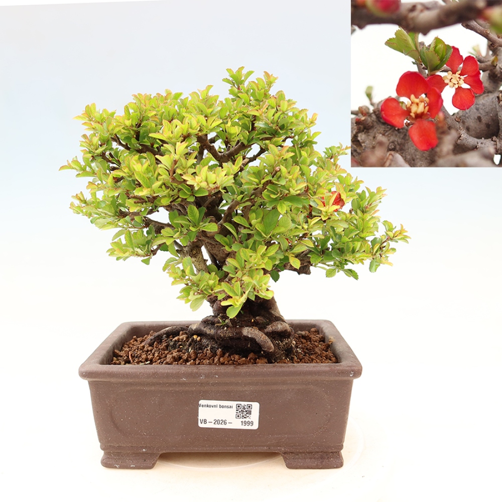 Bonsai voor buiten - Chaneomeles speciosa Chojubai